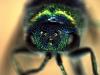 Chrysis clarinicollis